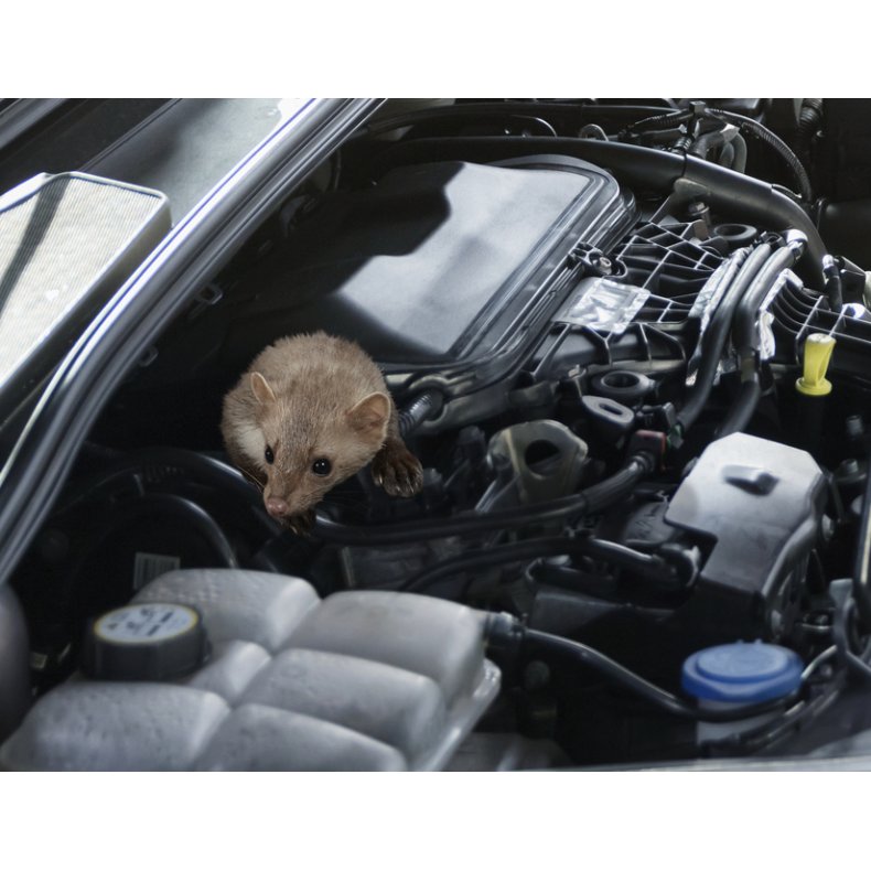 Mr-afskrkker Batteri drevet